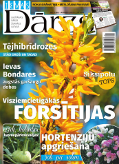 IEVAS DĀRZS Nr. 4