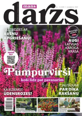 MANS DĀRZS — Nr. 11