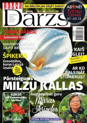 IEVAS DĀRZS — Nr. 12